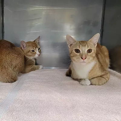  Best Animal Shelter: Humane Society of Huron Valley 3100 Cherry Hill Rd., Ann Arbor; 734-662-5585; hshv.org