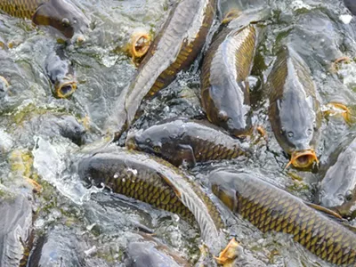 Invasive carp are infesting the Great Lakes.