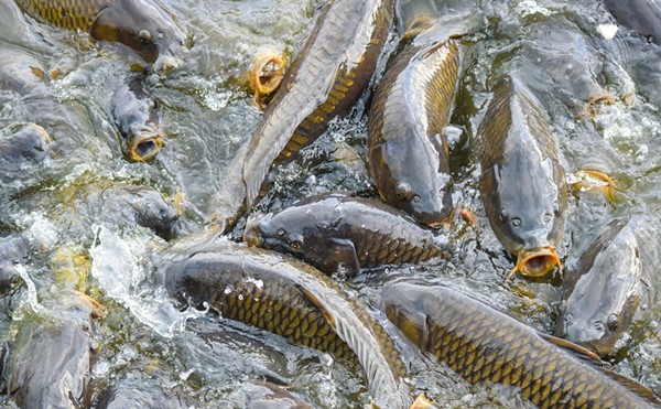 Invasive carp are infesting the Great Lakes.