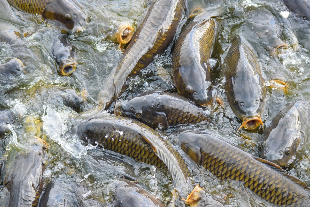Invasive carp are infesting the Great Lakes.