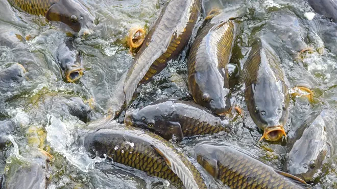 Invasive carp are infesting the Great Lakes.