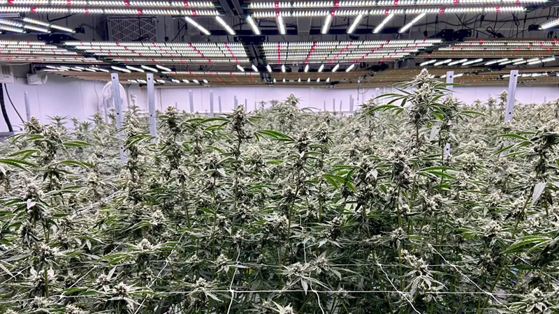 One of three grow rooms for flowing plants at Green Dolphin Craft Cannabis, a small cultivator in Detroit.