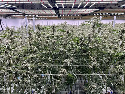 One of three grow rooms for flowing plants at Green Dolphin Craft Cannabis, a small cultivator in Detroit.