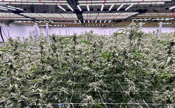 One of three grow rooms for flowing plants at Green Dolphin Craft Cannabis, a small cultivator in Detroit.