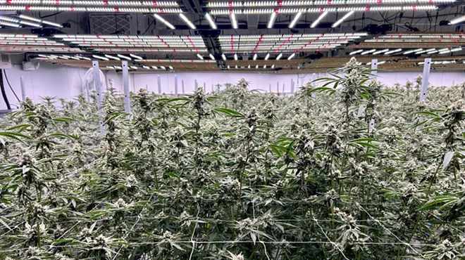 One of three grow rooms for flowing plants at Green Dolphin Craft Cannabis, a small cultivator in Detroit.