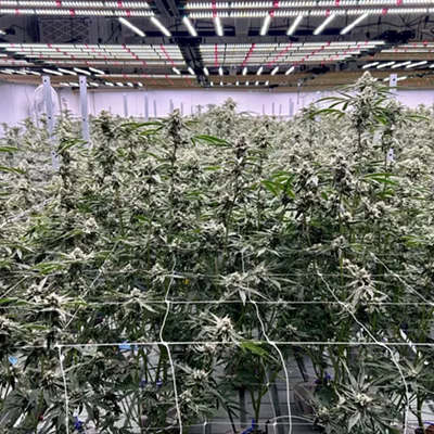 One of three grow rooms for flowing plants at Green Dolphin Craft Cannabis, a small cultivator in Detroit.