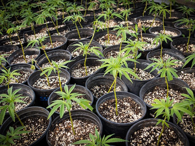 Nursery growing clones of cannabis plants.