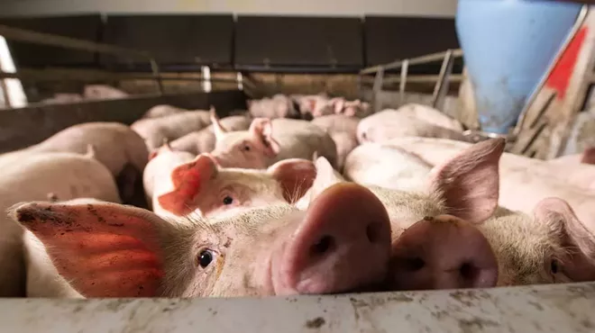 Factory farms have recently begun using mechanical anaerobic &ldquo;digesters&rdquo; to turn some of the animal waste they generate into &ldquo;biogas.&rdquo;