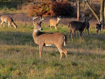 Image: Michigan hunters, anglers set 2021 conservation goals