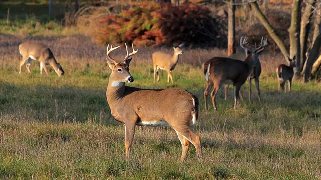 Image: Michigan hunters, anglers set 2021 conservation goals