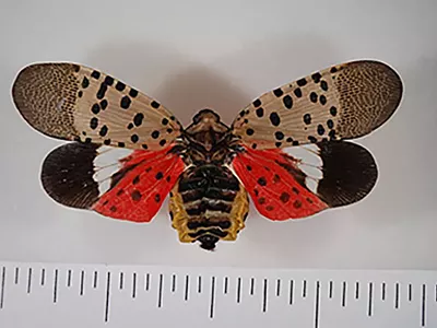 Image: Michigan officials want you to kill this polka-dotted insect (2)