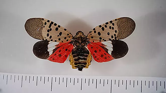 Image: Michigan officials want you to kill this polka-dotted insect (2)