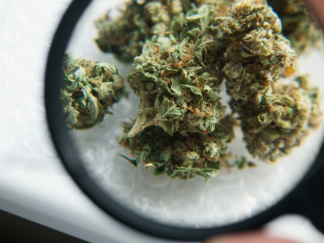 Marijuana buds under a magnifying glass.
