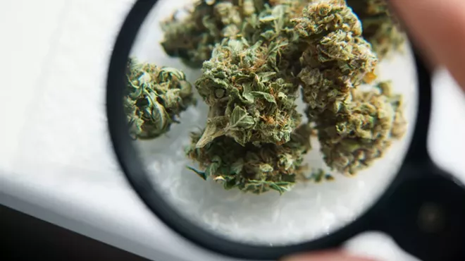 Marijuana buds under a magnifying glass.