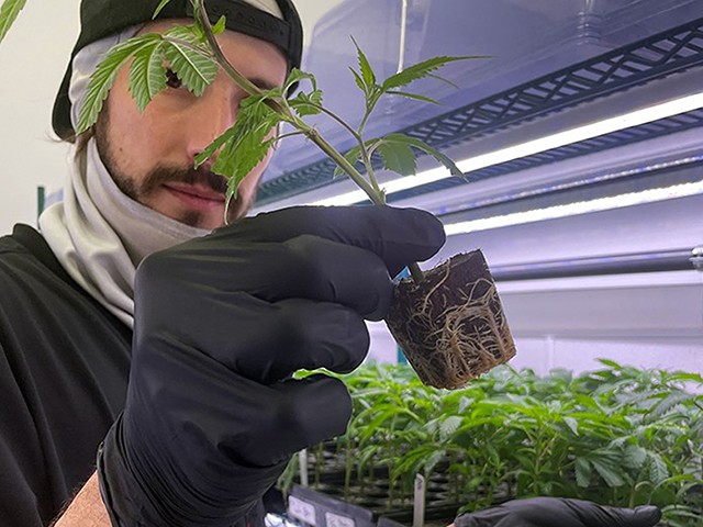 Michigan’s booming cannabis industry helps burned-out workers to turn over a new leaf