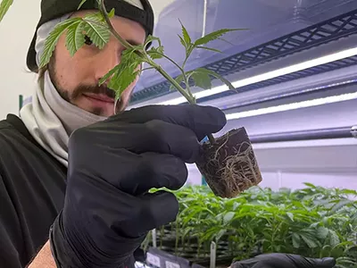 Image: Michigan’s booming cannabis industry helps burned-out workers to turn over a new leaf