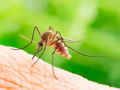 Mosquitoes infected with the Jamestown Canyon virus were found in Michigan.