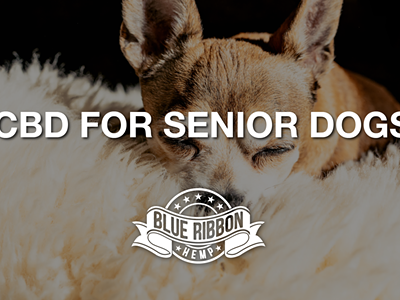 Image: CBD for Senior Canines
