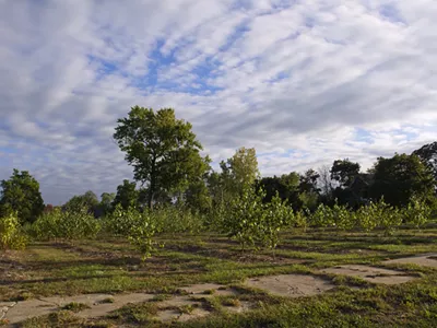 Trees planted on vacant land as part of Hantz Farms.