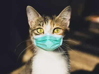 Cats are vulnerable to COVID-19 infections.