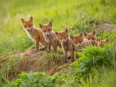 Baby red foxes were infected with avian influenza in Michigan.