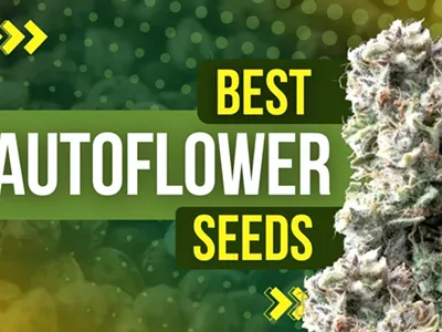 Image: Best Autoflower Seeds: Easy to Grow and High Yield Strains