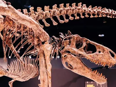 Image: Michigan Science Center’s T. rex exhibition extended again (2)