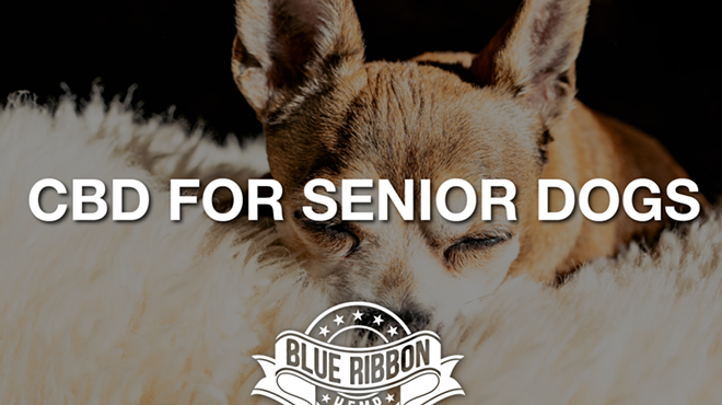 CBD for Senior Canines