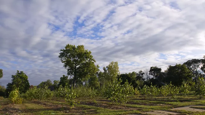 Trees planted on vacant land as part of Hantz Farms.