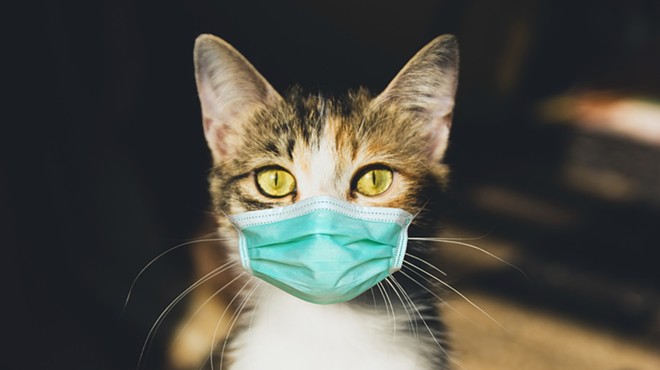 Cats are vulnerable to COVID-19 infections.