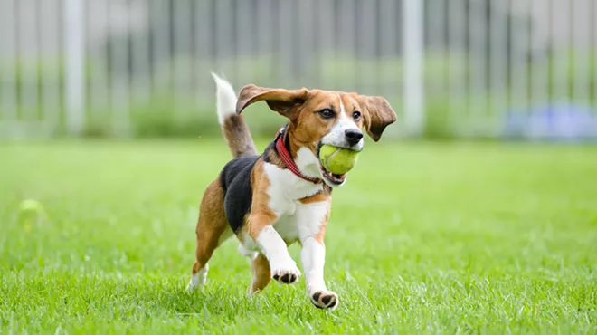 The Michigan legislation is named after Teddy, who was rescued from a research lab in 2019 and now lives a happy life with his adoptive family.