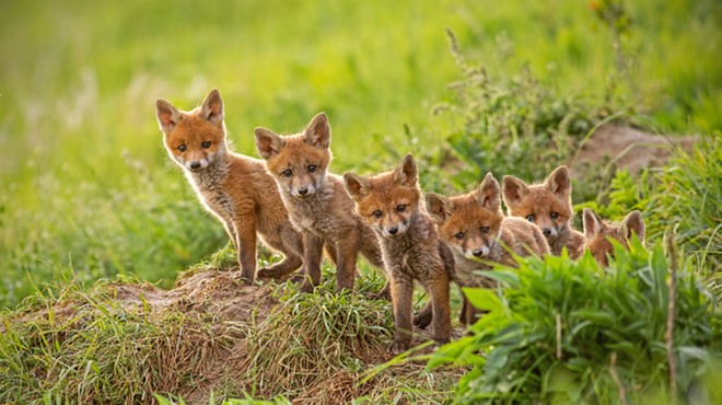 Baby red foxes were infected with avian influenza in Michigan.