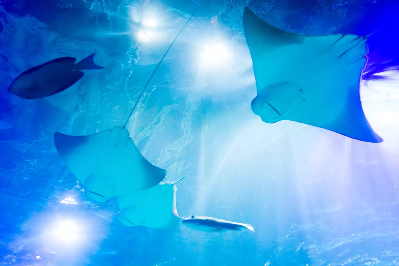 Best Aquarium: SeaLife Photo by Steven Hauptman
