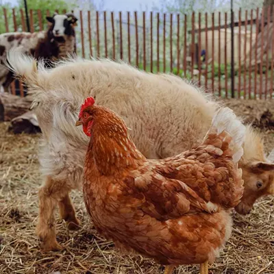 Image: Photos from Detroit Farm and Cider