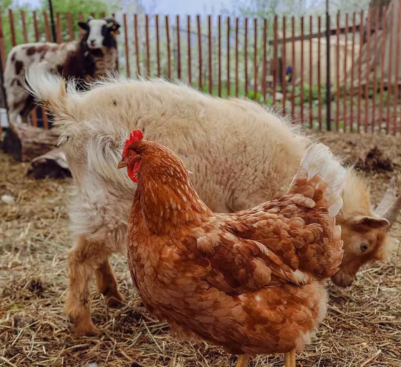 Image: Photos from Detroit Farm and Cider