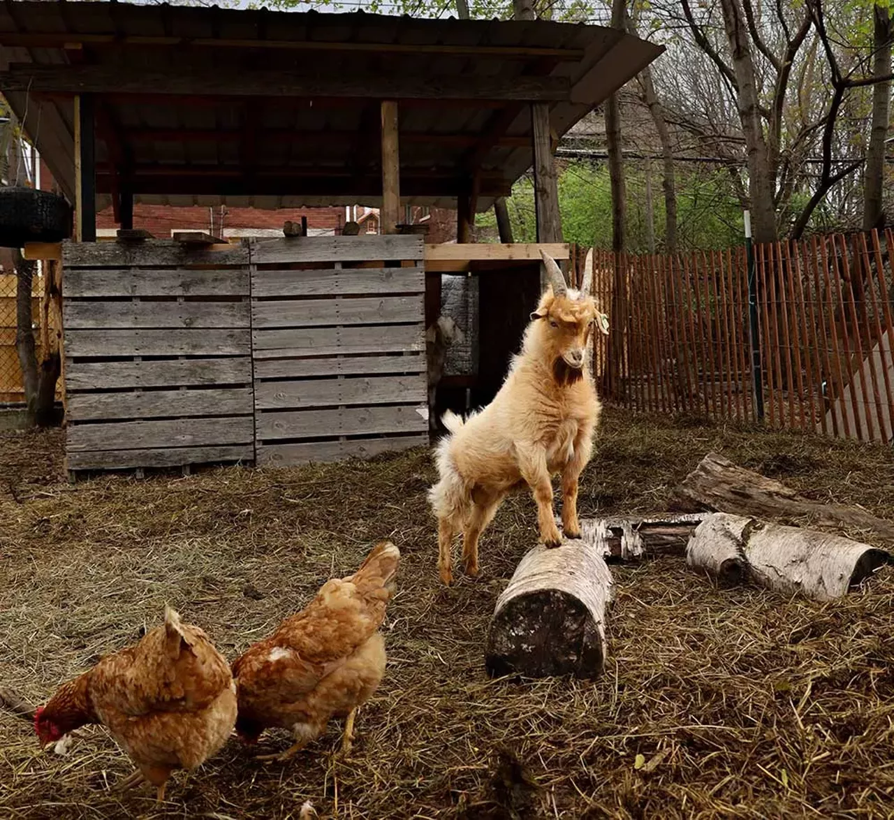 Image: Photos from Detroit Farm and Cider