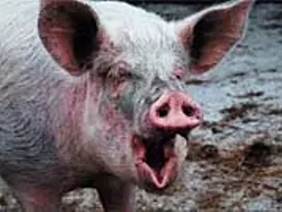 Image: Pork away
