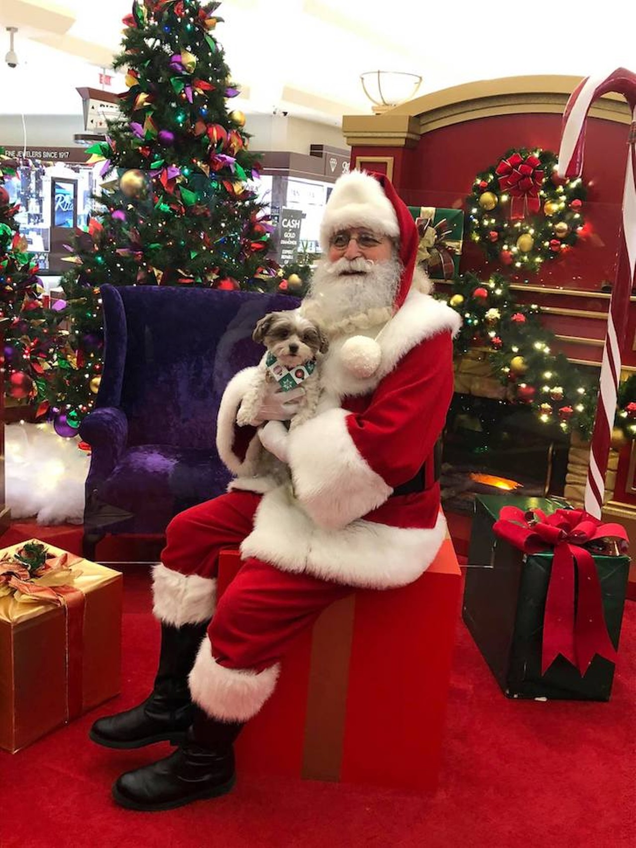 Let your pup take a pic with Saint Nick
Santa Claus gets a lot of love this time of year, but what about Santa paws? Malls like Oakland Mall and Twelve Oaks Mall are having special days for your furry friends to take pictures with Santa Claus. You can also check your local PetSmart for Santa photos as well.