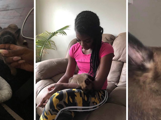 Something's fishy about the story of the Detroit woman with a pet hyena in viral Facebook post