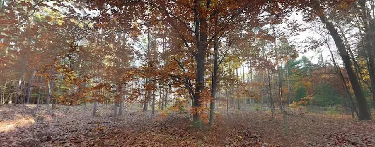 Pigeon River Country State Forest Vanderbilt Pigeon River is a huge tract of land packed with streams, lakes, and eight campgrounds. The park, which is located 20 miles north of Gaylord, is the perfect spot for a rugged weekend getaway.