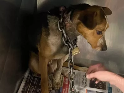 A dog named Gilligan was found with a heavy chain locked around his neck.