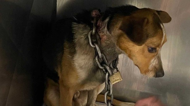 A dog named Gilligan was found with a heavy chain locked around his neck.