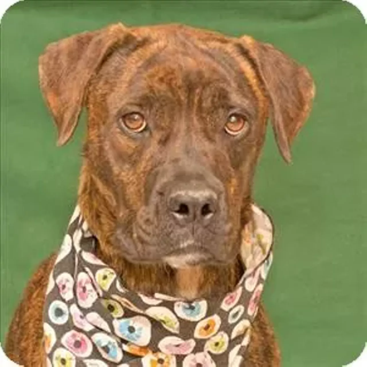 Cecilia Visit michiganhumane.org to find your nearest branch.