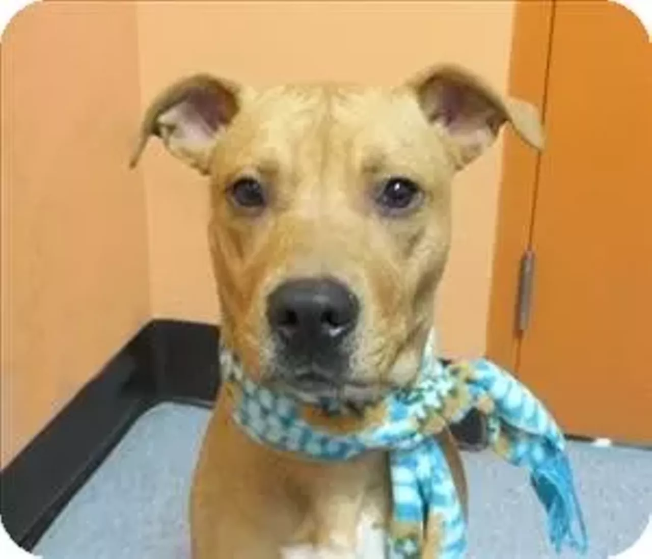 Crosby Visit michiganhumane.org to find your nearest branch.