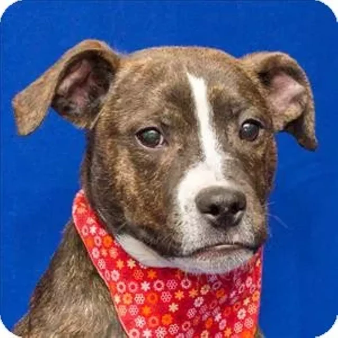 Gisele Visit michiganhumane.org to find your nearest branch.