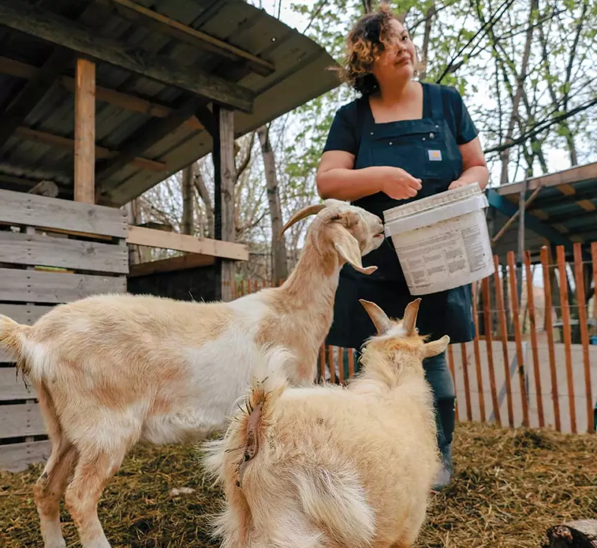 Image: Detroit Farm and Cider owner Leandra King is facing criminal charges for raising goats, chickens, and horses, which are illegal in the city for now.