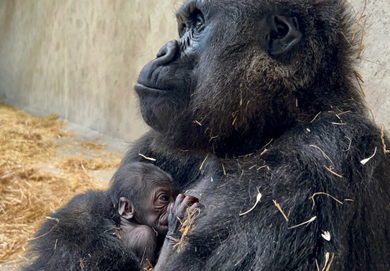 Bandia the gorilla had her first baby at the Detroit Zoo on Thursday.