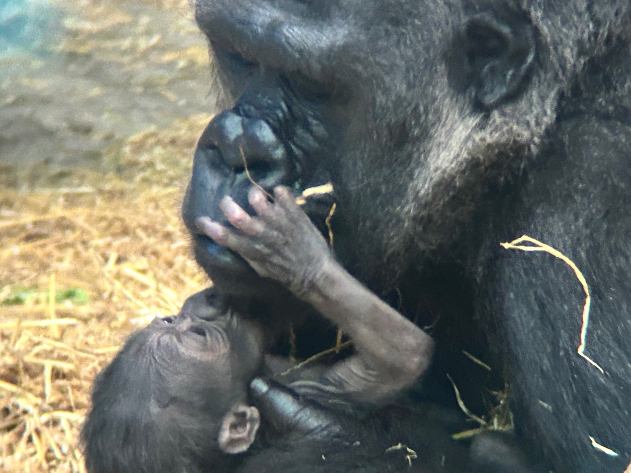 The Detroit Zoo just welcomed its first-ever baby gorilla and it's the cutest thing ever