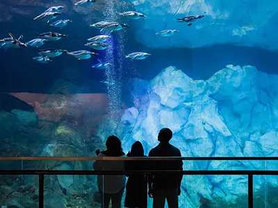 Image: The Detroit Zoo penguin exhibit has reopened after being closed for two years