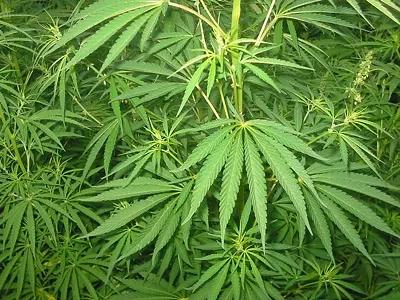 Image: The Marijuana Two-Step